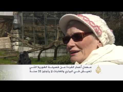 برلين تحتفل بعيد الميلاد الـ59 للقردة المعمرة فاتو