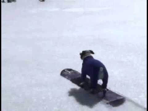 كلب يتزلج على الجليد