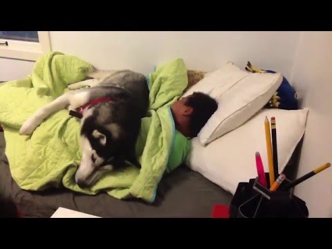 فيديو 50 مليون مشاهدة لكلب يرفض استيقاظ صاحبه