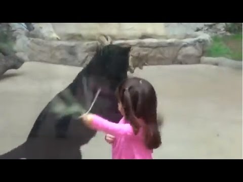 شاهد نمر أسود يهاجم طفلة في حديقة حيوانات