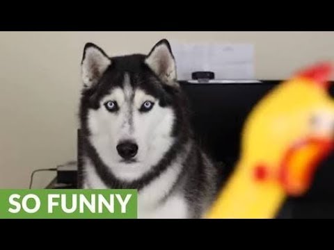 رد فعل الحيوانات على دجاجة لعبة